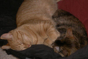 IMGP6519.JPG (90361 bytes)