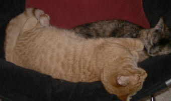 IMGP6521.JPG (102532 bytes)